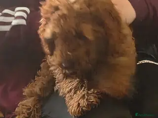 Cavapoo dogs Cavapoo female puppy - Advert 1