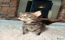 Maine Coon cats for sale: MAINECOON kittens large fluffy  - Image 1