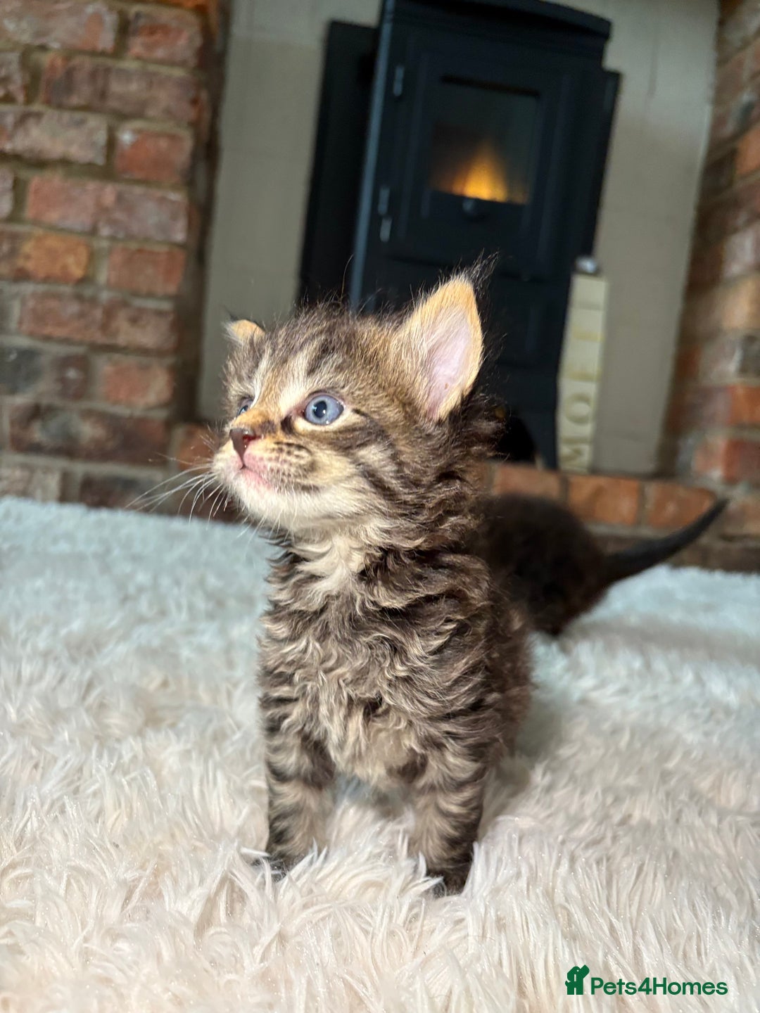 Maine Coon cats for sale: MAINECOON kittens large fluffy  - Image 1