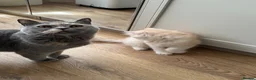 British Longhair cats for sale: Beautiful British Longhair Boys! - Advert 8