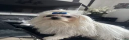 Maltese dogs for stud: Gorgeous Maltese dog for stud. in Dudley - Advert 3