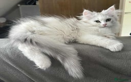 Persian cats for sale: Persian kittens, 1 white/gray girl - Image 2