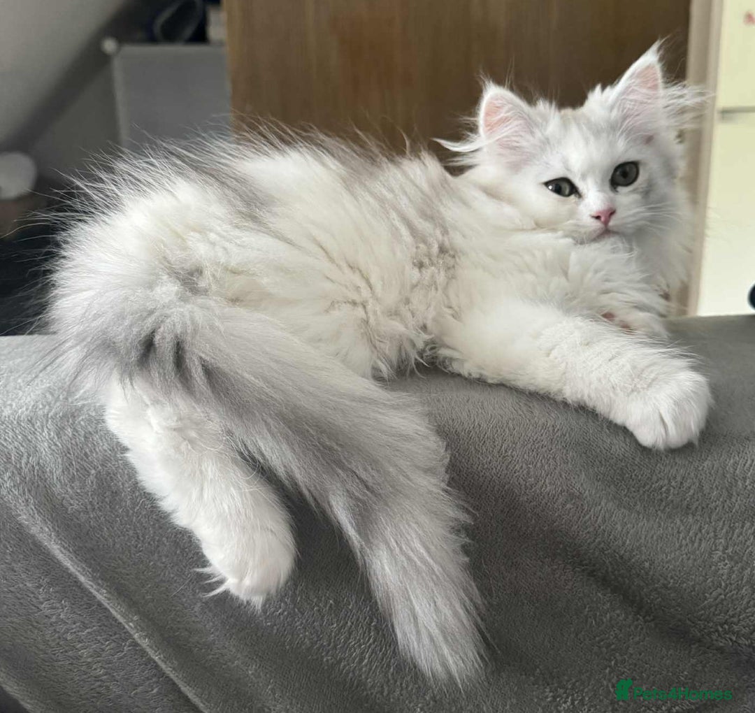 Persian cats for sale: Persian kittens, 1 white/gray girl - Image 2