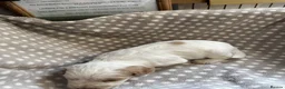 Cocker Spaniel dogs for sale: Working cocker spaniel puppies  - Advert 12