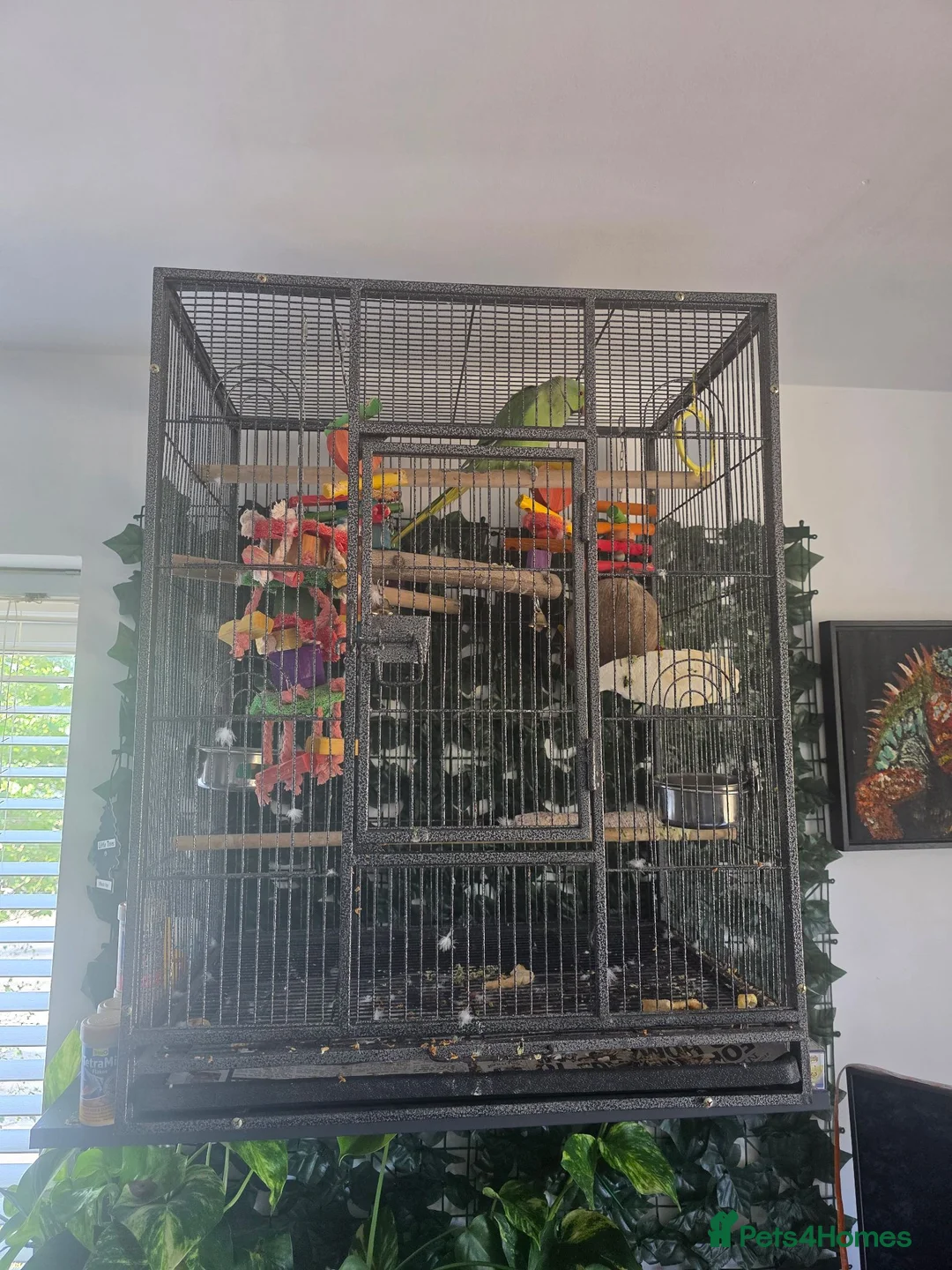 Ringnecks birds for sale: Ringneck parakeet  - Advert 7