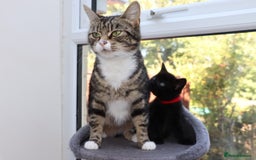 Mixed Breed cats for sale: Adorable Kittens  - Image 5