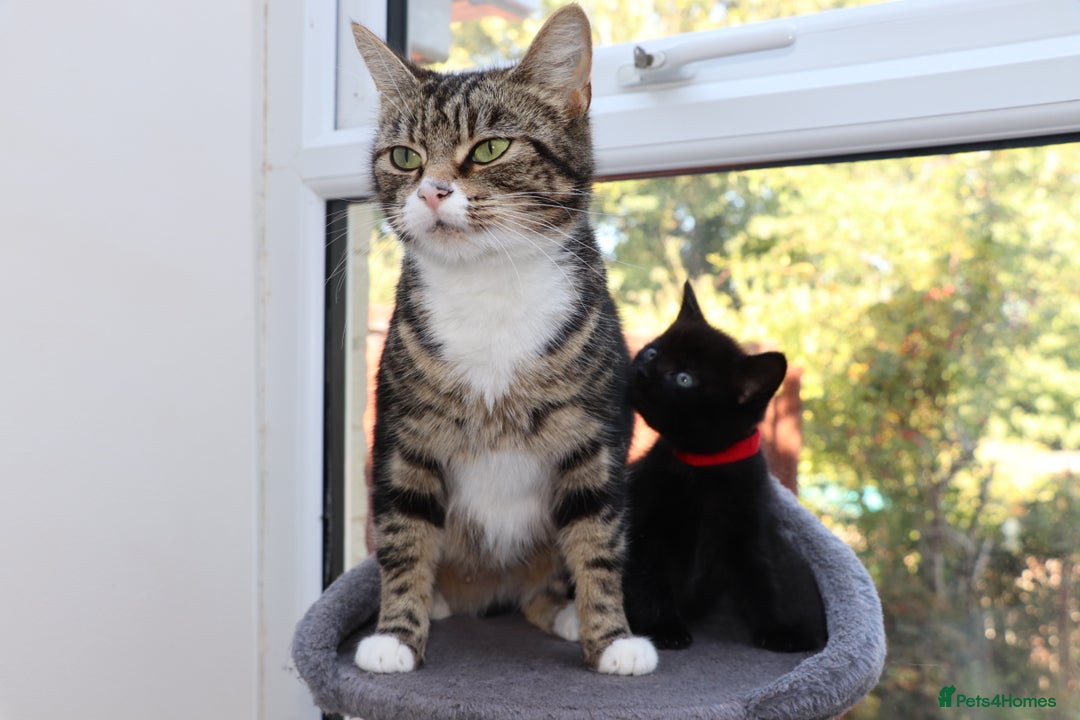 Mixed Breed cats for sale: Adorable Kittens  - Image 5