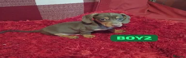 Dachshund 2