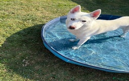 Siberian Husky dogs for stud: Siberian husky - Image 1