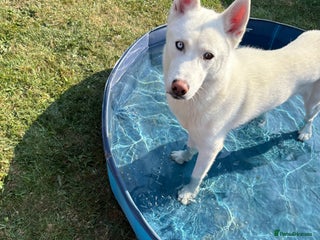 Siberian Husky dogs - Advert 10