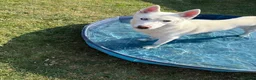 Siberian Husky dogs for stud: Siberian husky - Advert 2