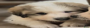 Pyrenean Mountain Dog 6