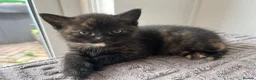 Mixed Breed cats for sale: Kittens  in Hull - Advert 5