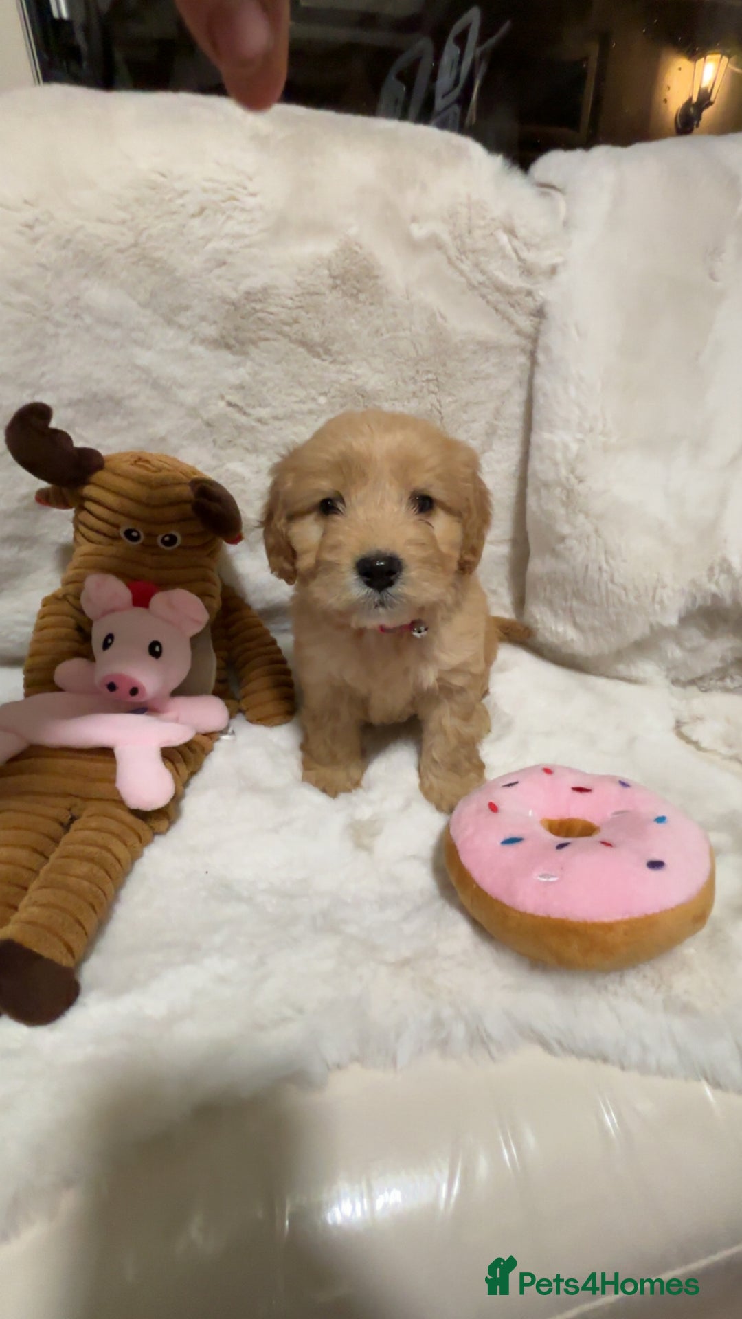 Cockapoo dogs for sale: Golden F1 cockpoo puppies  - Advert 3