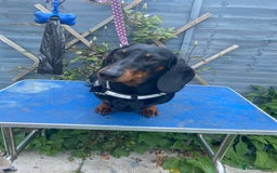 Dachshund dogs for sale: Standard dachshund adult female  - Image 4
