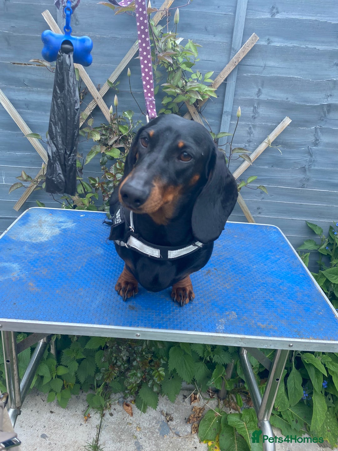 Dachshund dogs for sale: Standard dachshund adult female  - Image 4