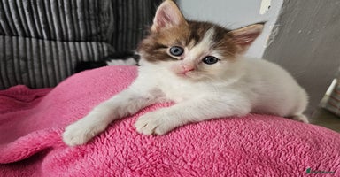 Mixed Breed cats - Advert 16
