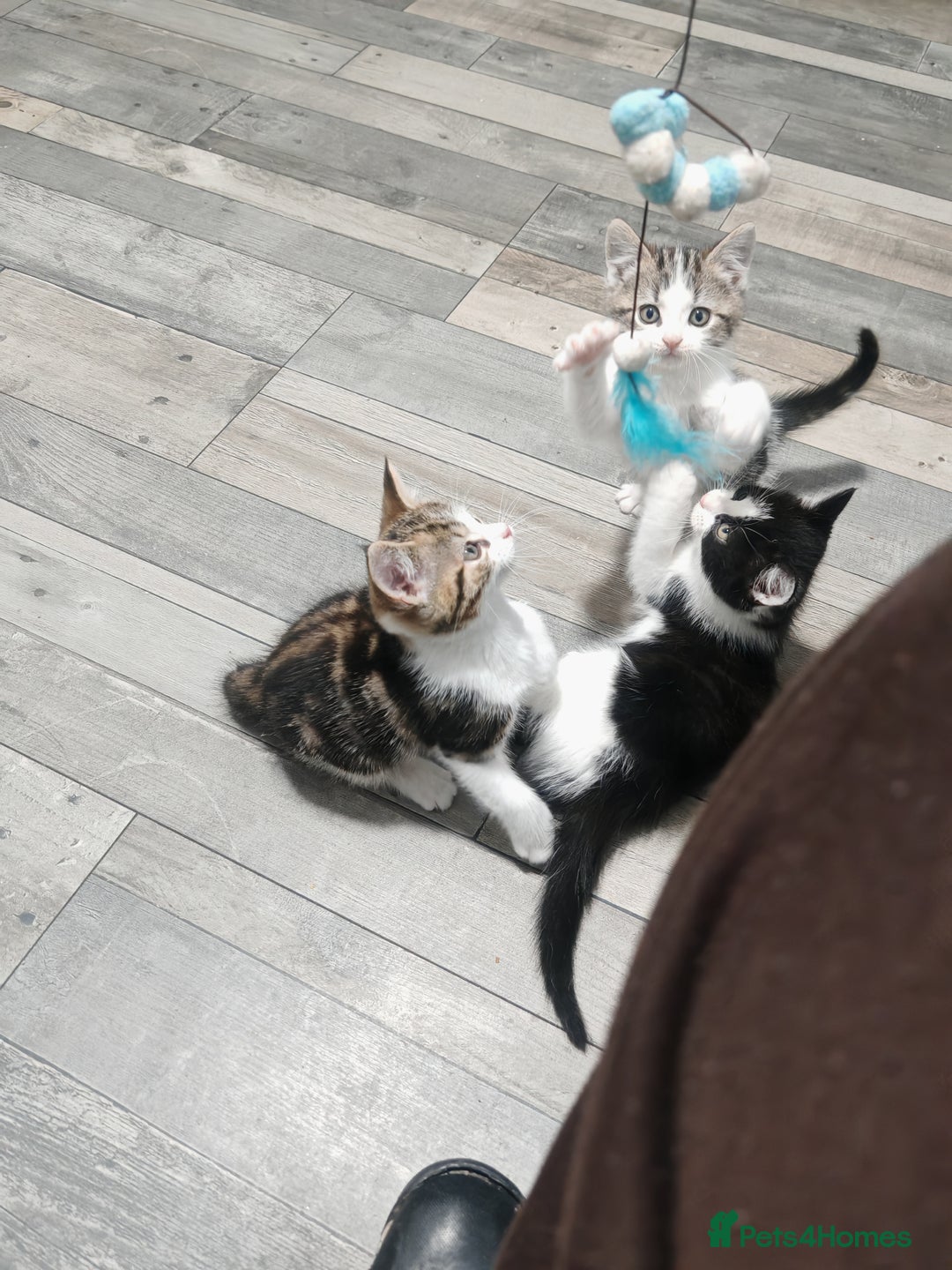 Mixed Breed cats for sale: Kittens for sale!  - Advert 10