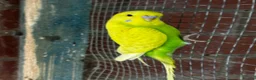 Mixed Breed birds for sale: Different types of birds *read description*  - Advert 5