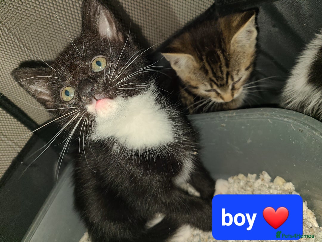 Mixed Breed cats for sale: Beautiful kittens ready now  - Advert 5