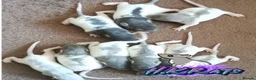 Rat rodents for sale: Dumbo Rats or Top eared. - Advert 2