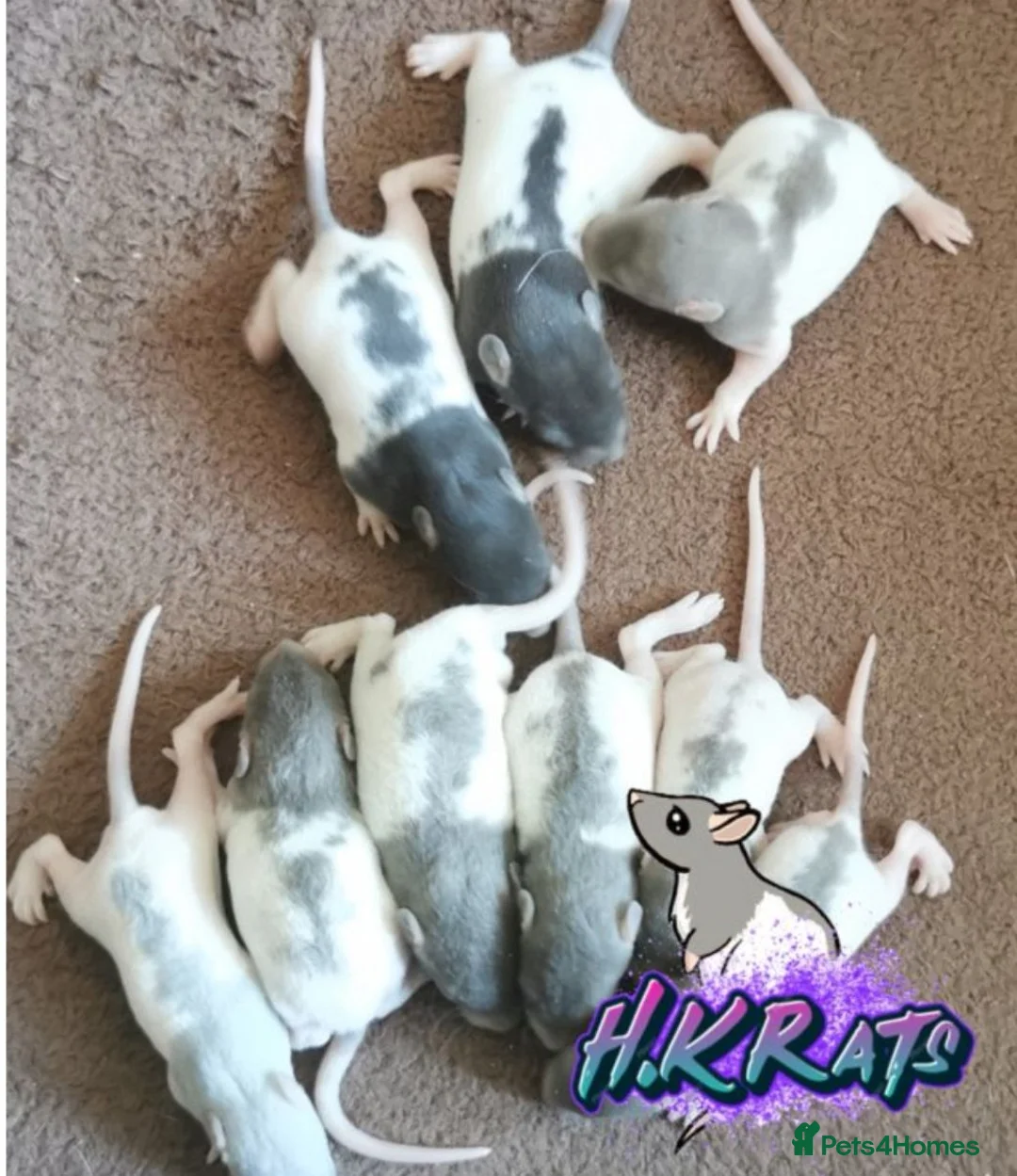 Rat rodents for sale: Dumbo Rats or Top eared. - Advert 2