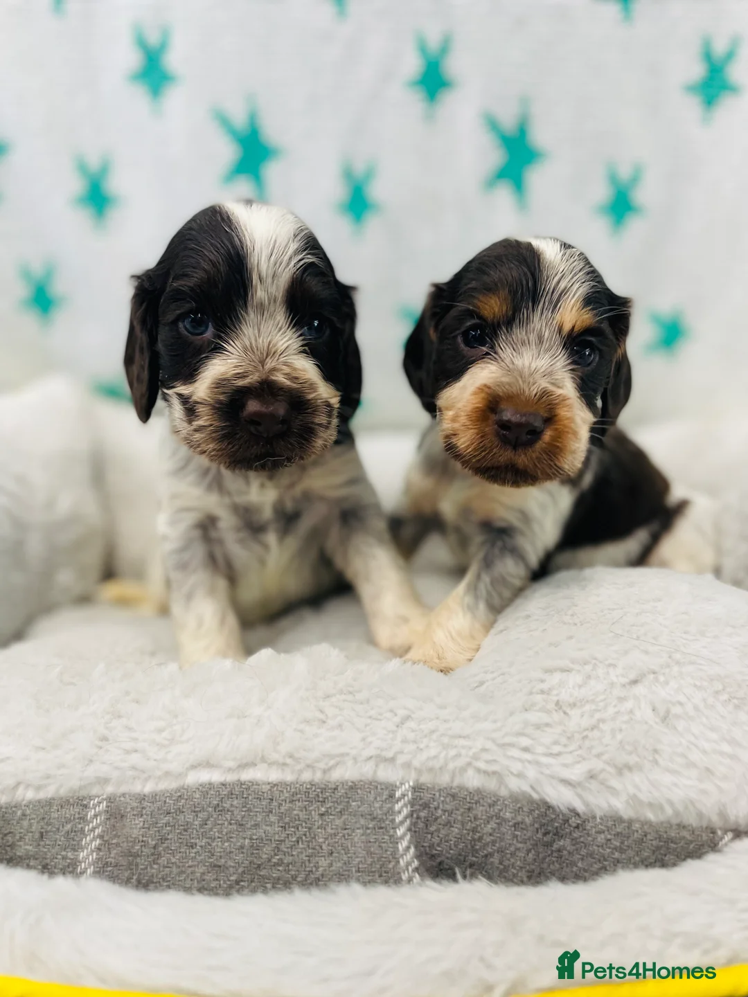 Cocker Spaniel dogs for stud: 🧡🧡 KC REG Stud Orange Roan Show Cocker Spaniel in Northallerton - Advert 21