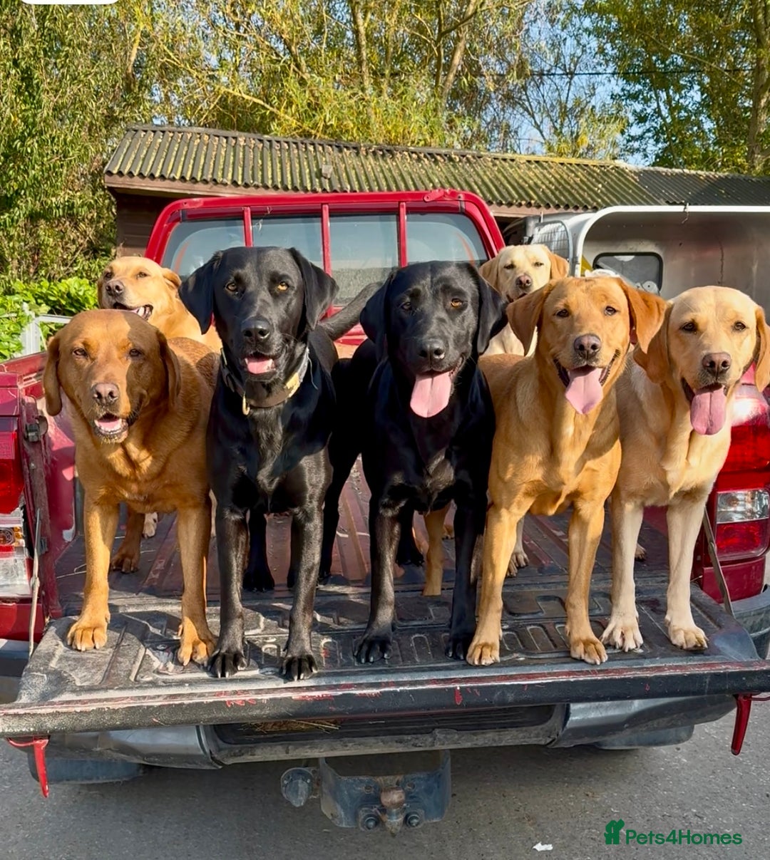 Labrador Retriever dogs for sale: One superb chunky boy - Image 5