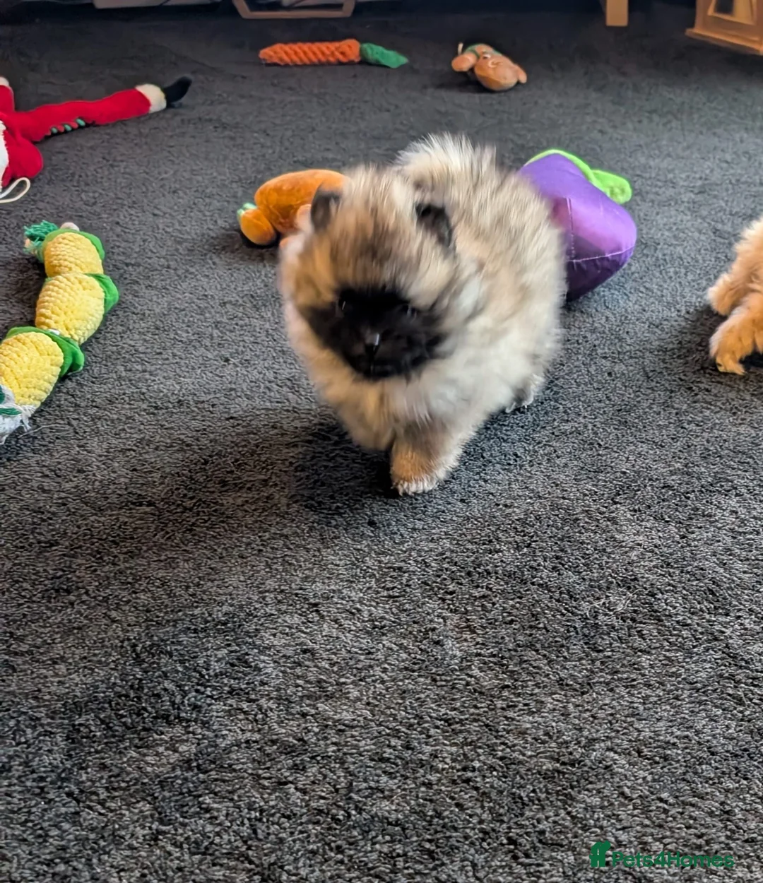 Pomeranian dogs for sale: Stunning Male Pomeranians - Advert 12