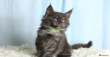 Maine Coon cats - Advert 5