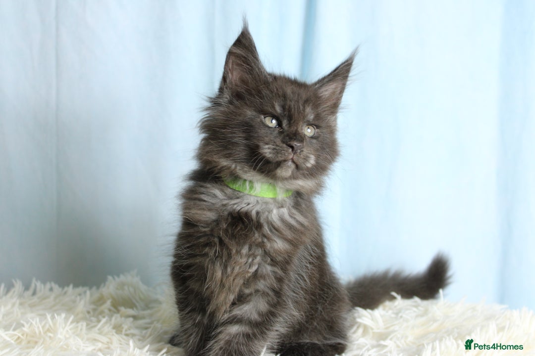 Maine Coon cats for sale: 🔥Stunning Maine Coon kittens🔥 - Image 2