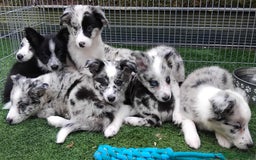 Border Collie dogs for sale: Stunning litter of blue merle border collies - Image 22