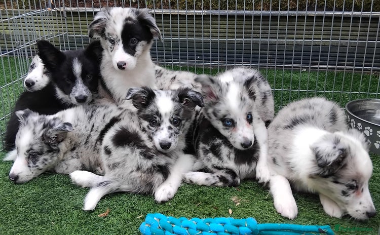 Border Collie dogs - Advert 1
