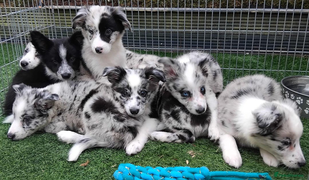 Border Collie dogs for sale: Stunning litter of blue merle border collies - Image 22