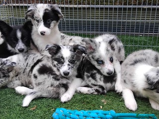 Border Collie dogs - Advert 10