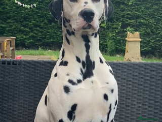 Dalmatian dogs in Birmingham - Advert 1