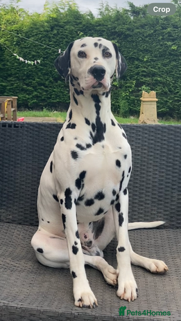 Dalmatian dogs in Birmingham - Advert 1