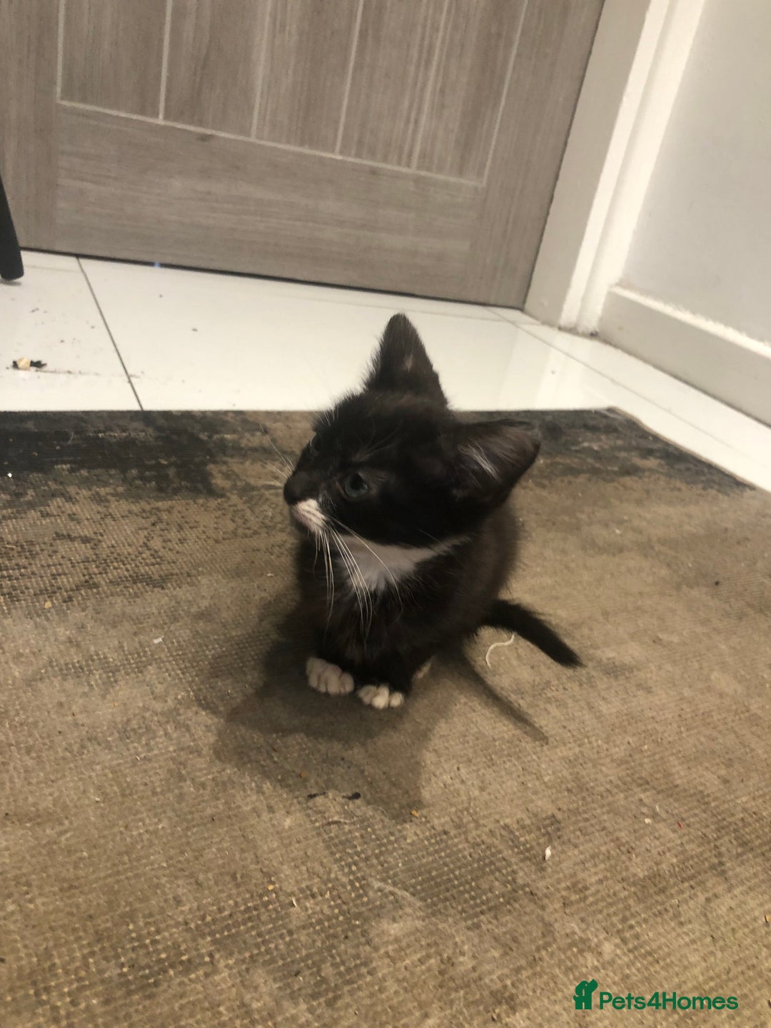 Mixed Breed cats for sale: Black white boy kitten last one  - Advert 7