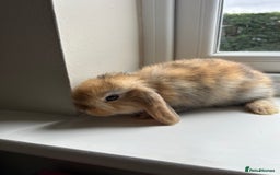 Mini Lop rabbits for sale: Pure bred mini lop bunnies - Image 2