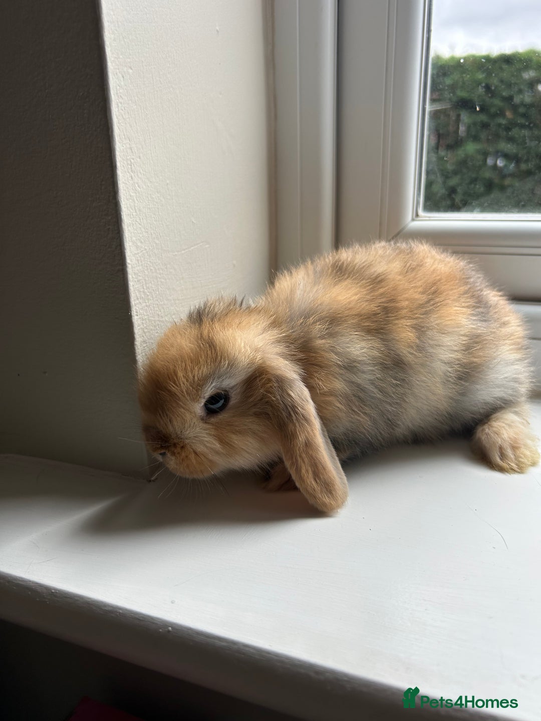 Mini Lop rabbits for sale: Pure bred mini lop bunnies - Image 2