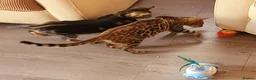 Bengal cats for sale: Bengal beatiful kittens ready for new home 🐱🏠🐾  - Advert 8