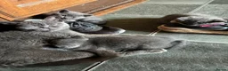 British Shorthair cats for sale: Ready now. 3 beautiful, well raised Blue BSH.  - Advert 3