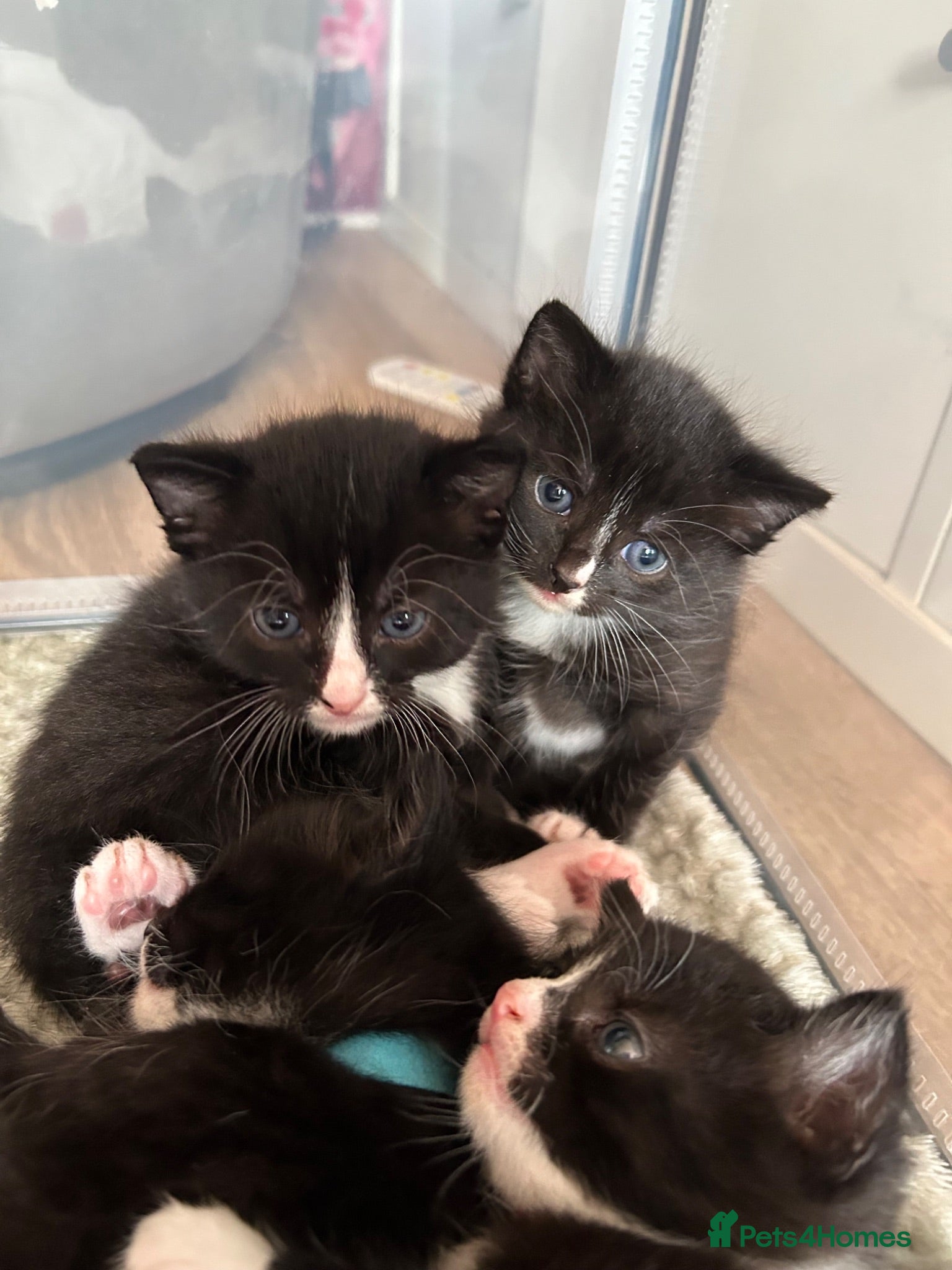 Domestic Shorthair cats 2 Beautiful loving male kittens need loving homes - Advert 20