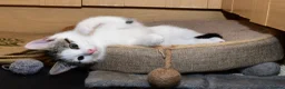 Mixed Breed cats for sale: Beautiful Home-Raised Kittens – Ready at 12 Weeks - Advert 15