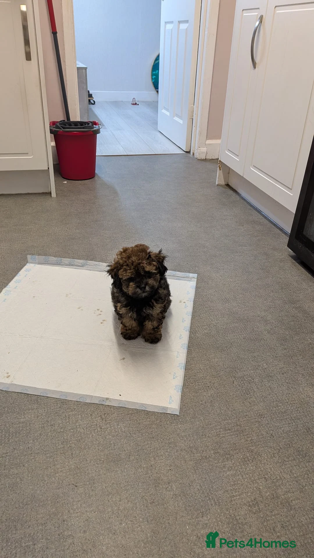 Maltipoo dogs for sale: Maltipoo - Advert 2