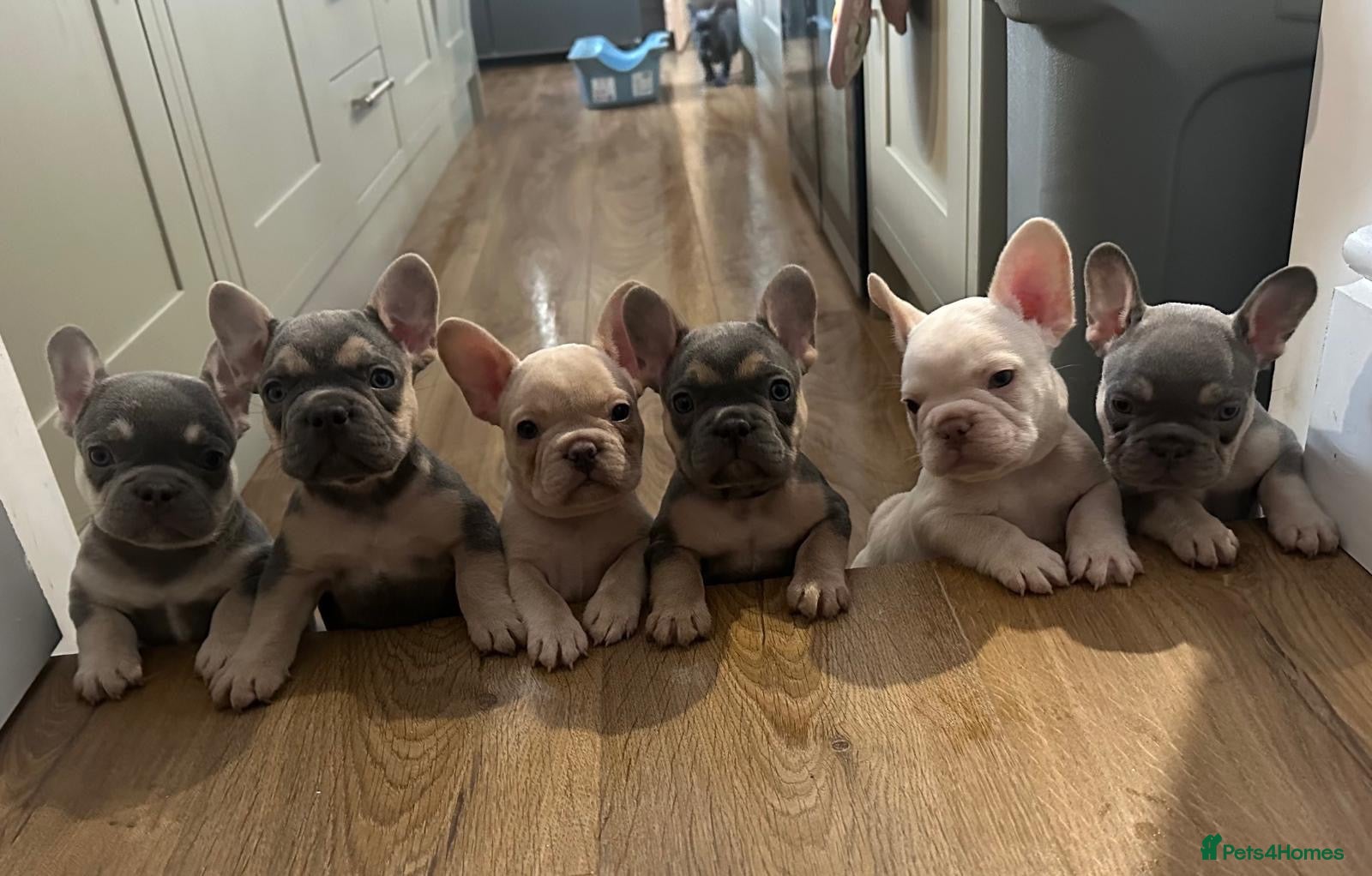 French Bulldog dogs Beautiful KC registered french bulldogs  - Advert 9