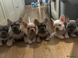French Bulldog dogs Beautiful KC registered french bulldogs - Advert 10