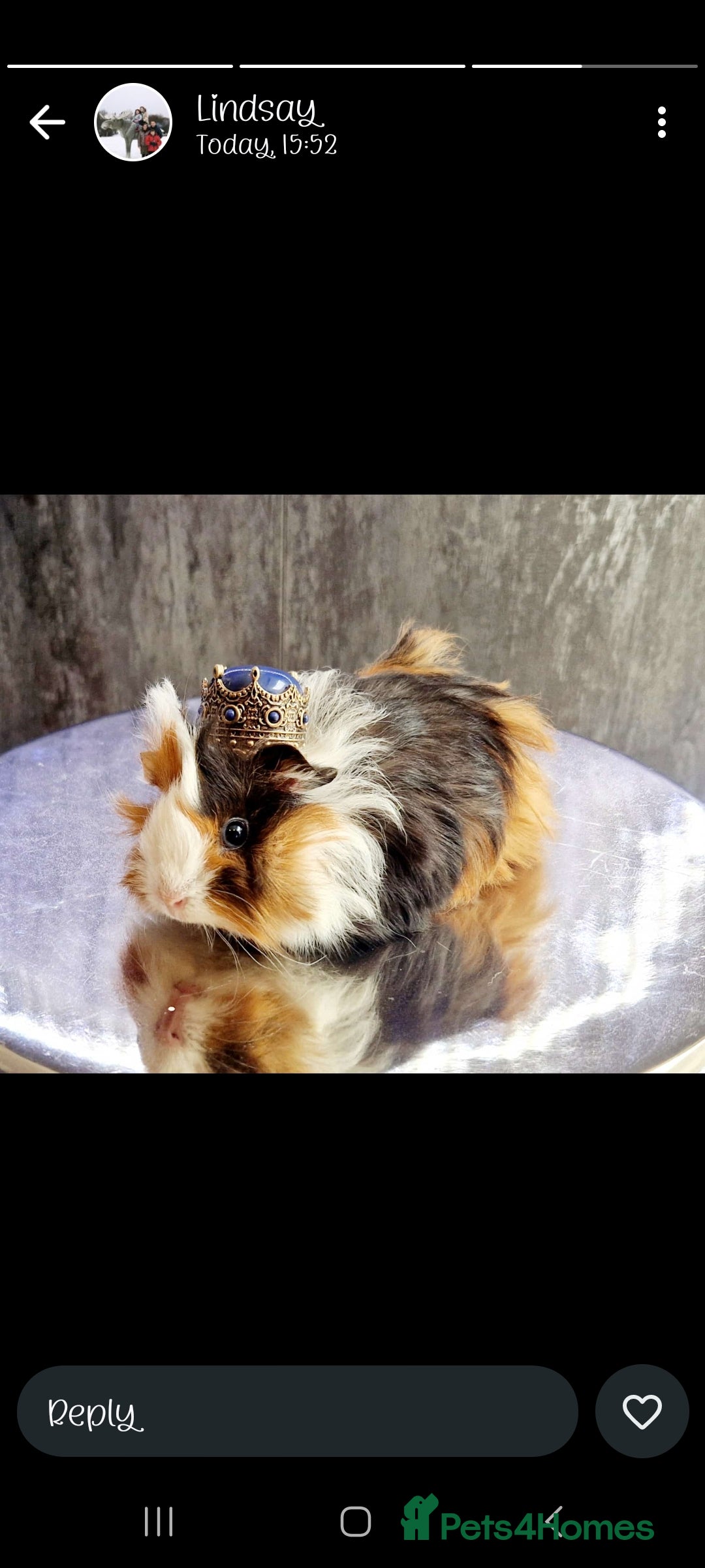 Guinea Pig rodents for sale: Baby guinea pigs for sale - Advert 3