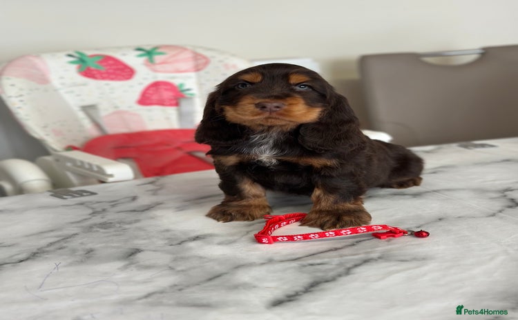 Cocker Spaniel dogs - Advert 12