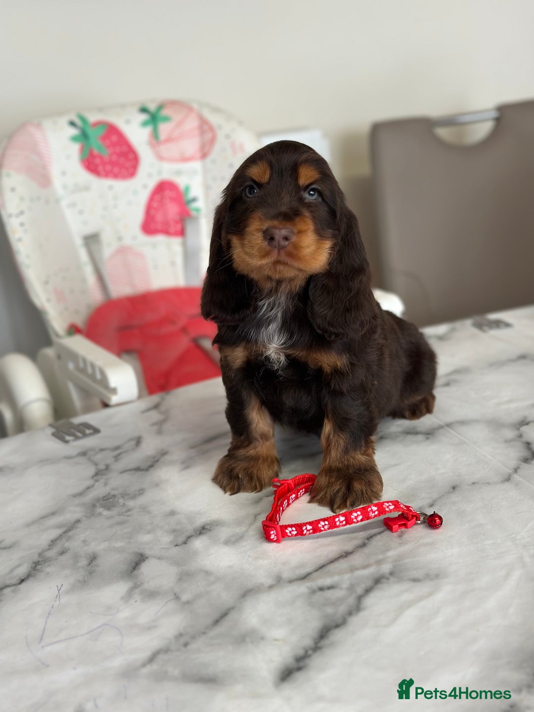Cocker Spaniel dogs for sale: Full show line health tested cocker spaniel puppy - Image 1
